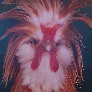 Meet your Posher, Minh-tran